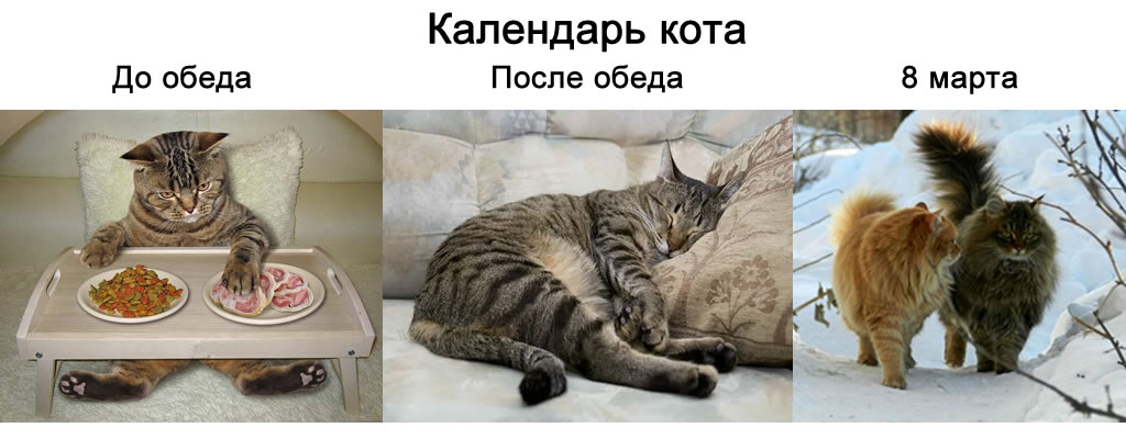 Календарь кота